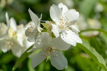 White wild flowers with green background