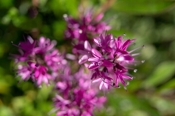 Purple wild flowers with green background