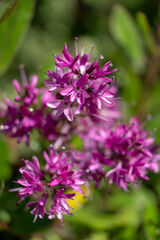 Purple wild flowers with green background