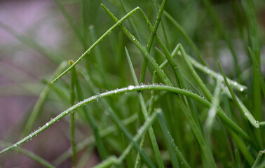 green onion close up with water drops