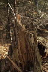 Fototapeta premium trunk of a tree