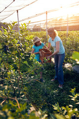 Modern family picking blueberries on a organic farm - family business concept.