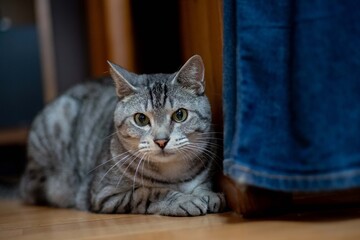 見つめる猫　　サバトラ猫
