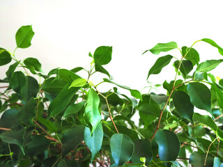 home plants on a white background