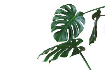 Big leaves of monstera on an absolutely white background