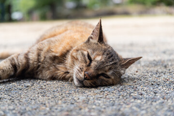 外でゴロン　　キジトラ猫
