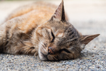 外でゴロン　　キジトラ猫