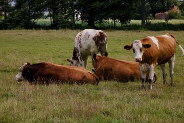 Obraz premium cows grazing in a field
