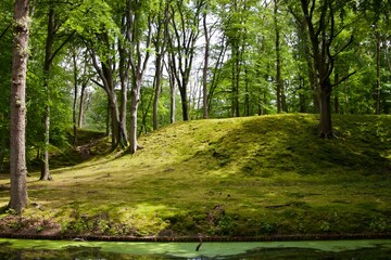 Moss hill in the forest