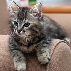 Serious two-month-old Norwegian forest cat kitten.