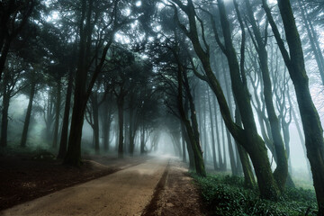Forest fog 2