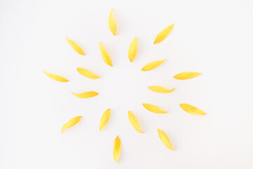 sunflower petals on white background, yellow petals, sun of yellow petals