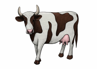 cow isolated on white illustration