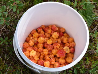 Bucket with freshly picked orange colored cloudberries Rubus chamaemorus in forest