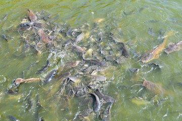 hundreds of carp are fighting over the food