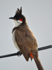 A Bulbul on a wire