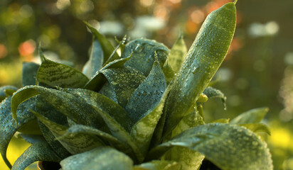 Aloe in a pot in water drops