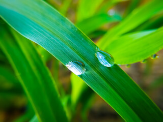 Dew drops on green plant leaves