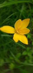 Obraz premium yellow flower in water