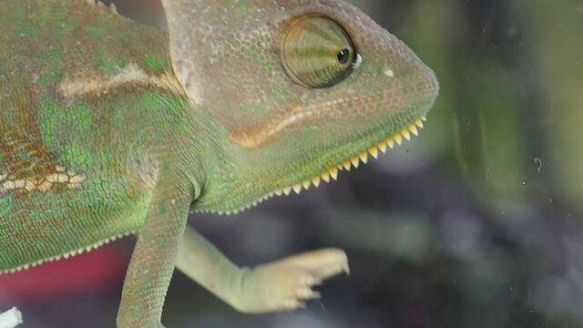 Chameleon close up. Multicolor Beautiful Chameleon closeup reptile with colorful bright skin.