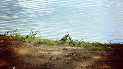 bird on the river bank