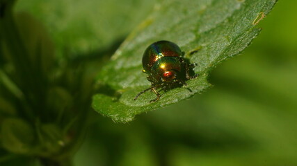 a multicolored beetle sits on a leaf