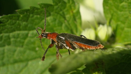 a red and black beetle cleans its antennae