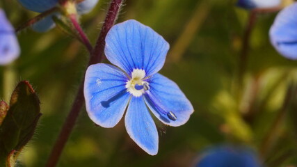 blue flower with four petals
