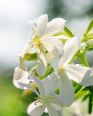 white field flower 