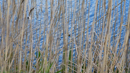 Fototapeta premium stalks of dry grass on a background of blue water