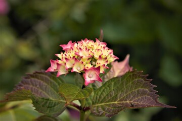 pink and yellow flower
