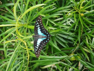 black swallowtail butterfly