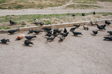 Obraz premium A flock of hungry pigeons on the street, on the asphalt eat different food and pieces of bread. Feeding the birds. Photography, concept.