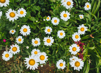 A lot of yellow-white large and beautiful daisies grows and blooms on the field, seeded with green grass, top view.