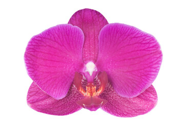 Naklejka na ściany i meble Beautiful luxury purple orchid flower head isolated on white background. Studio shot