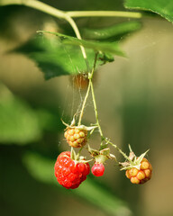 Ripe berries of forest raspberries among green foliage close up in the natural environment