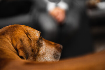 Rhodesian Ridgeback Profil blickt aufmerksam auf einen Menschen und wartet auf Kommandos