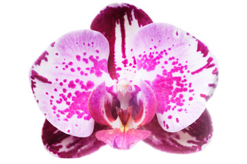 Beautiful luxury purple orchid flower head isolated on white background. Studio shot