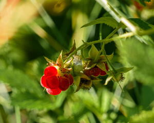 Ripe berries of forest raspberries among green foliage close up in the natural environment