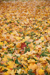 Autumn colorful leaves in the park on the ground. Maple leaves of red, yellow and green color lying on the grass.