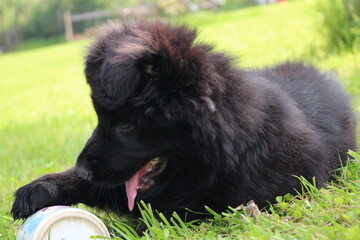 Fototapeta premium beautiful black German shepherd puppy is lying on the green grass