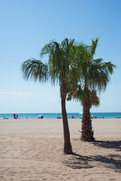 View of the palm trees on the beach in Valras in south of France