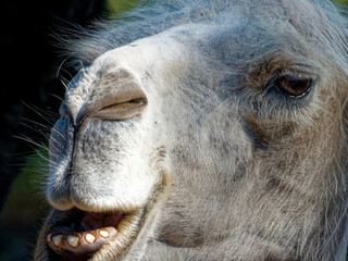 Portrait of Bactrian camel, a large male specimen