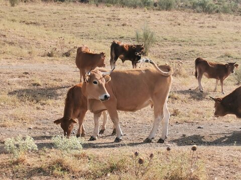 vacas ecologicas