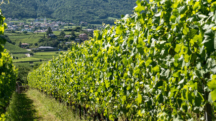 Fototapeta na wymiar Blick auf Kaltern an der Weinstraße in Südtirol