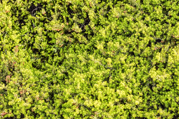 Obraz premium Lime-green Plant Erica Carnea 'Golden Starlet' (Winter Heath) in summer, horizontal, background