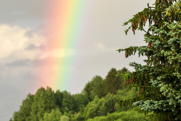 Born spruce in the background with a rainbow. Spruce seed ripening time