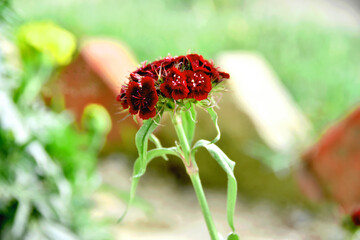 closeup of beautiful flower