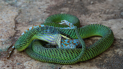 Flying snake tries to swallow gecko.
