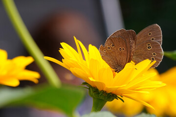 pair of brown butterflies on a yellow sunflower bloom